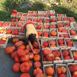 Bénévolat et Covid 19 : comment s’engager à Nantes ?